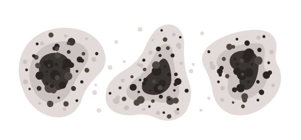 Best Mold Prevention Services  in Woodlawn, MD