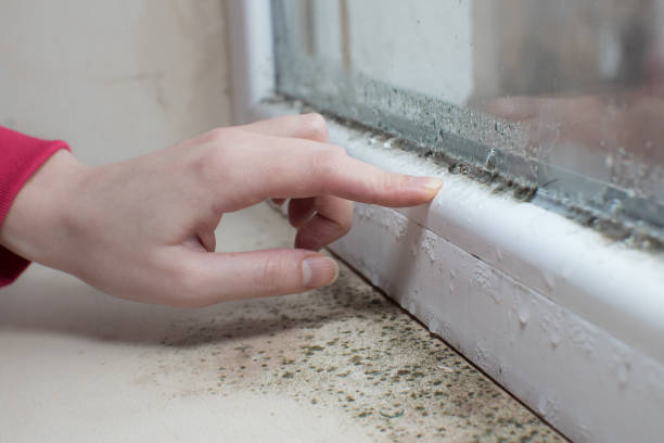 Best Mold-Related Health Consultation  in Woodlawn, MD