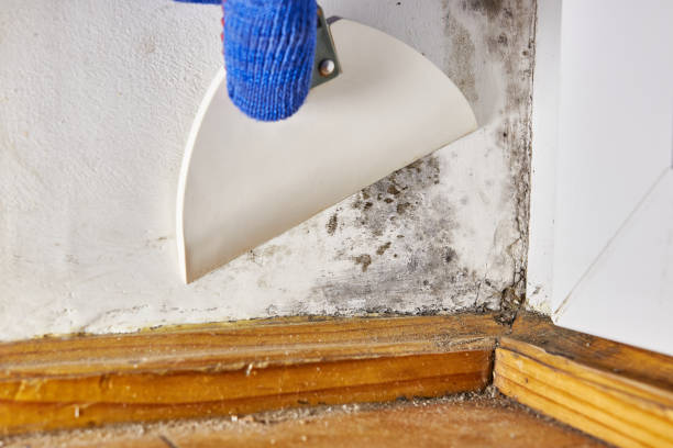 Best Basement Mold Removal  in Woodlawn, MD