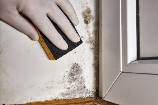 Best Attic Mold Removal  in Woodlawn, MD